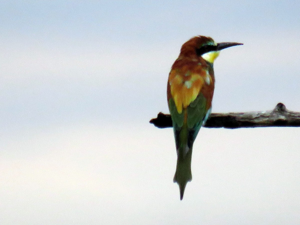 European Bee-eater - ML134811501