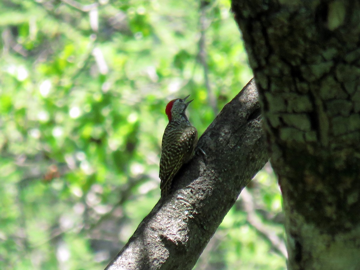 Cardinal Woodpecker - Mark Salvidge