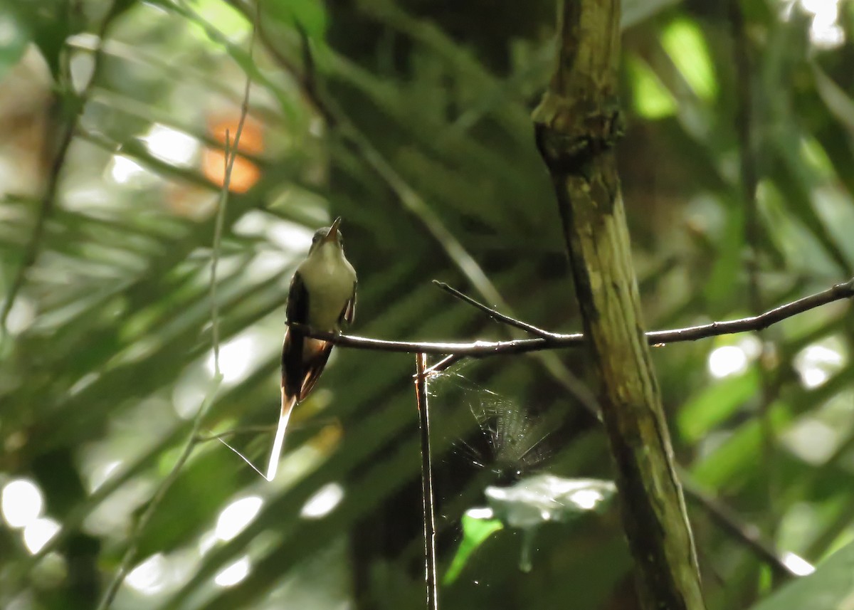 Прямоклювый колибри-отшельник (bourcieri) - ML134811931