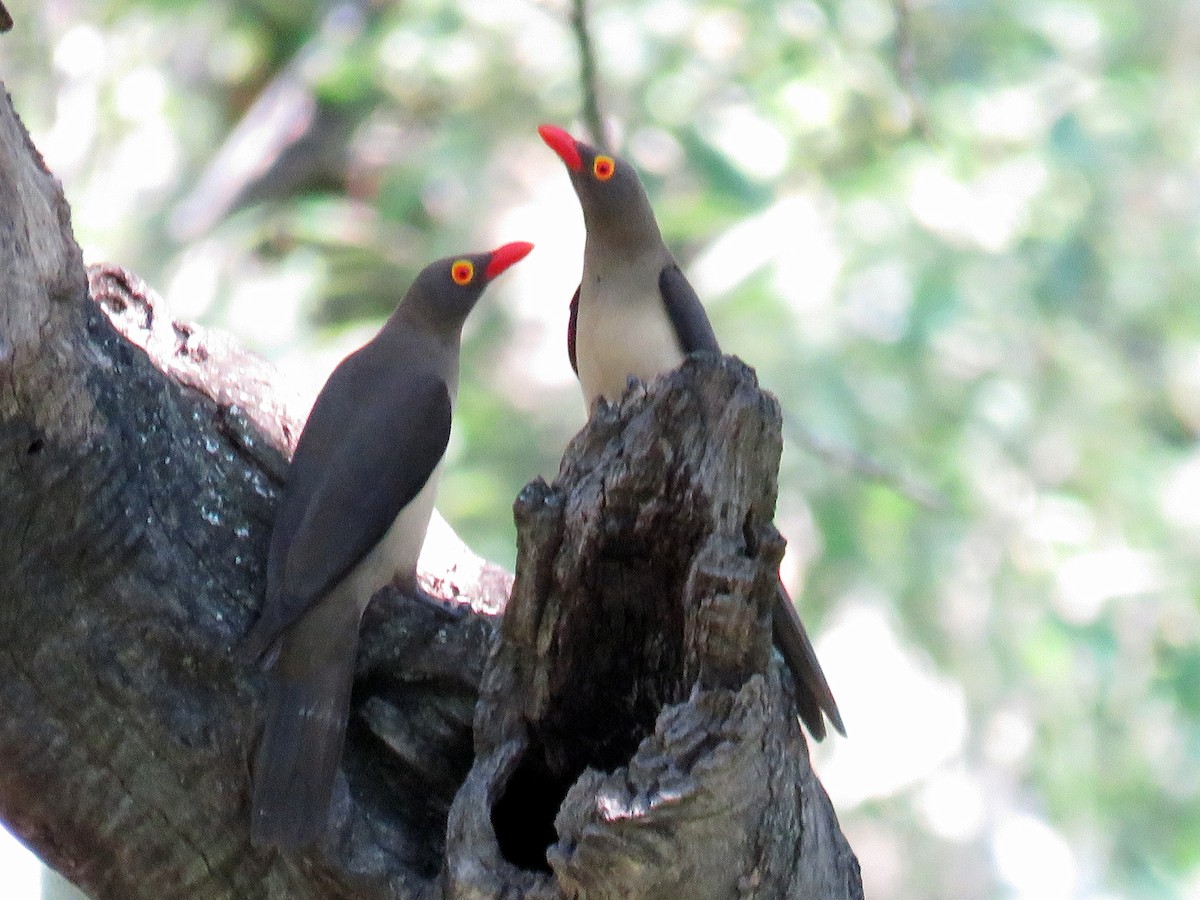 Red-billed Oxpecker - ML134812161