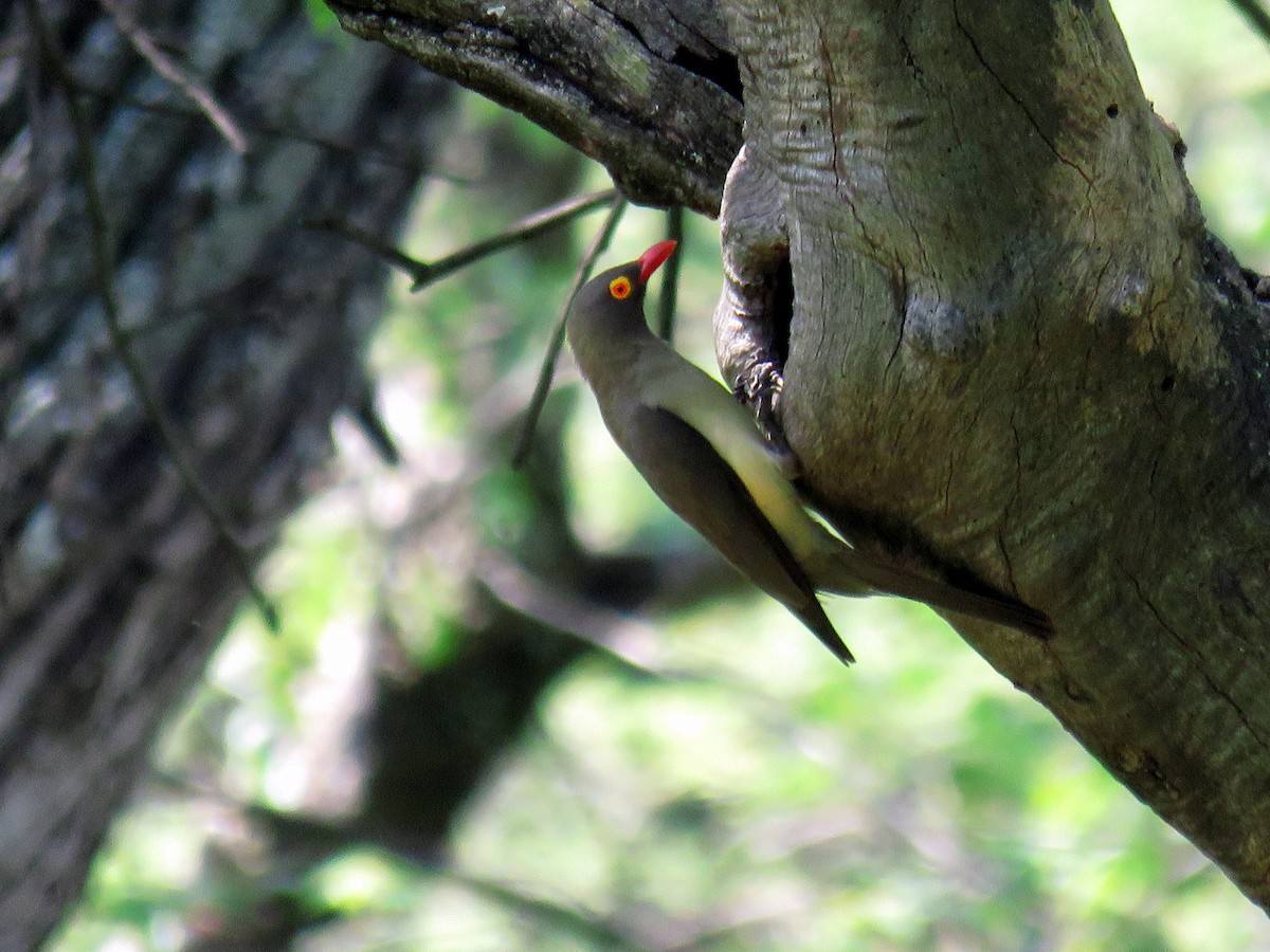 Red-billed Oxpecker - ML134812171