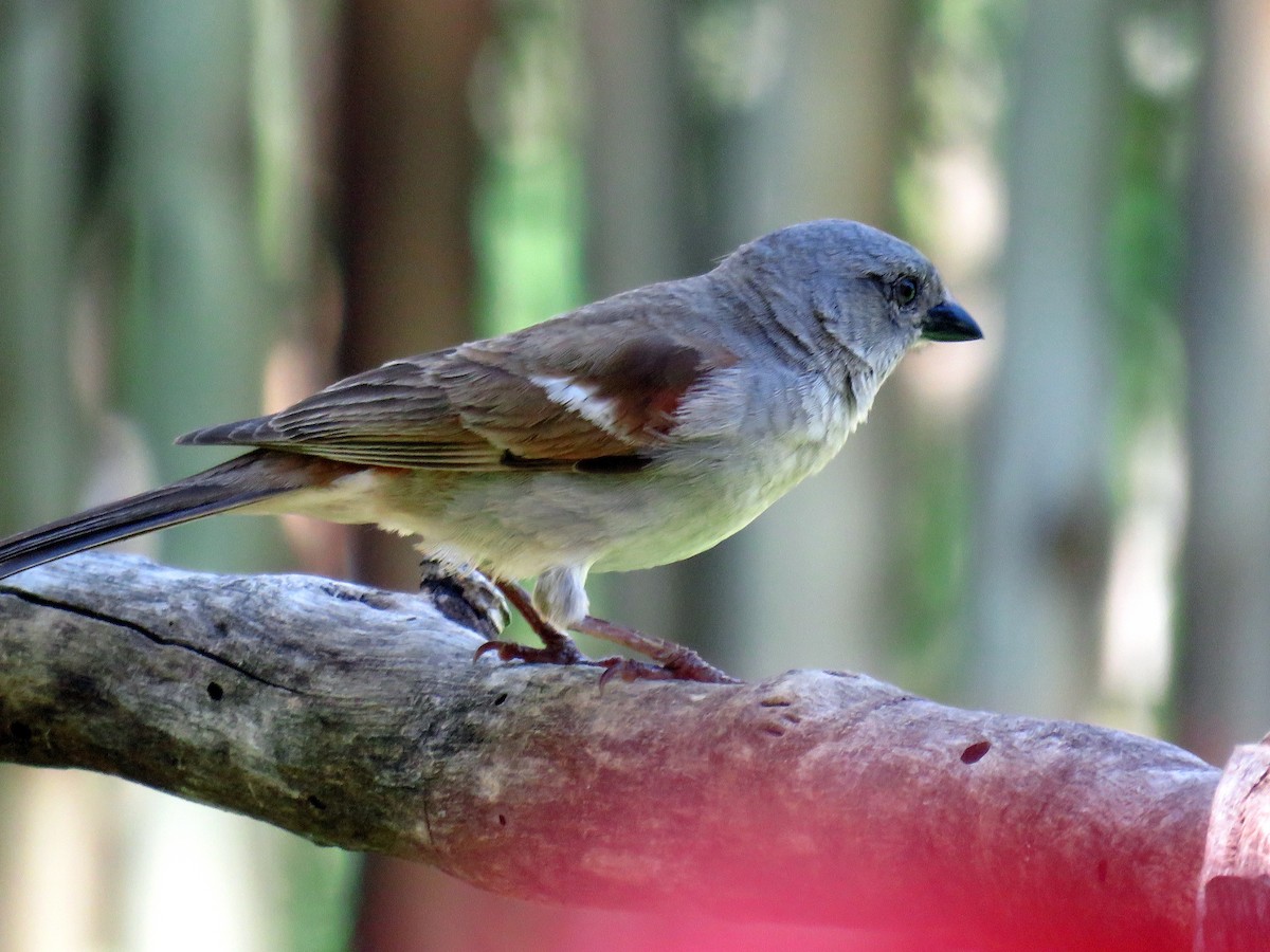 Southern Gray-headed Sparrow - ML134812271