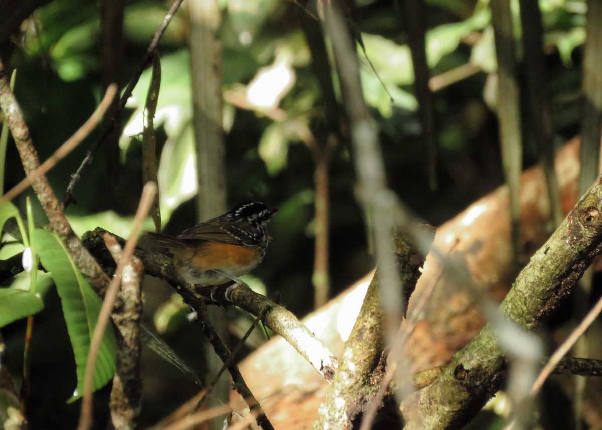 Guianan Warbling-Antbird - Arthur Gomes