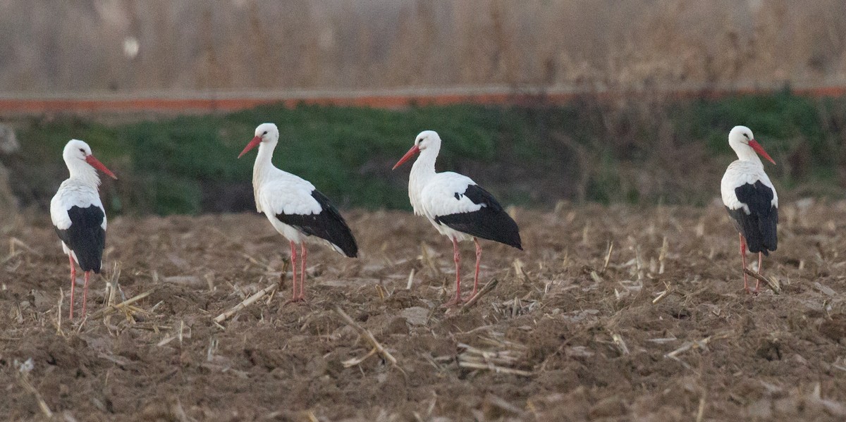 White Stork - ML134812401