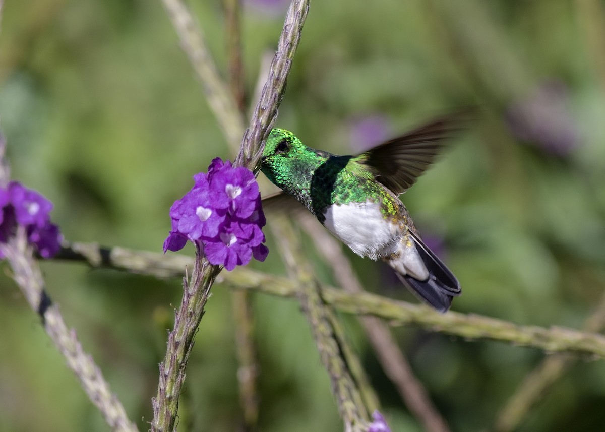 Snowy-bellied Hummingbird - ML134812991