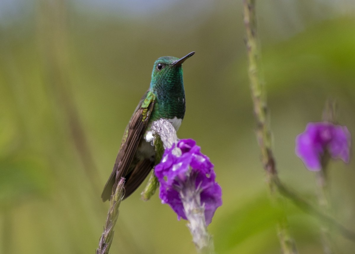Snowy-bellied Hummingbird - ML134813011