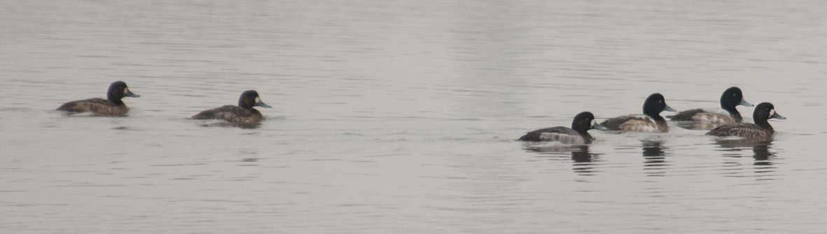 Greater Scaup - ML134815071