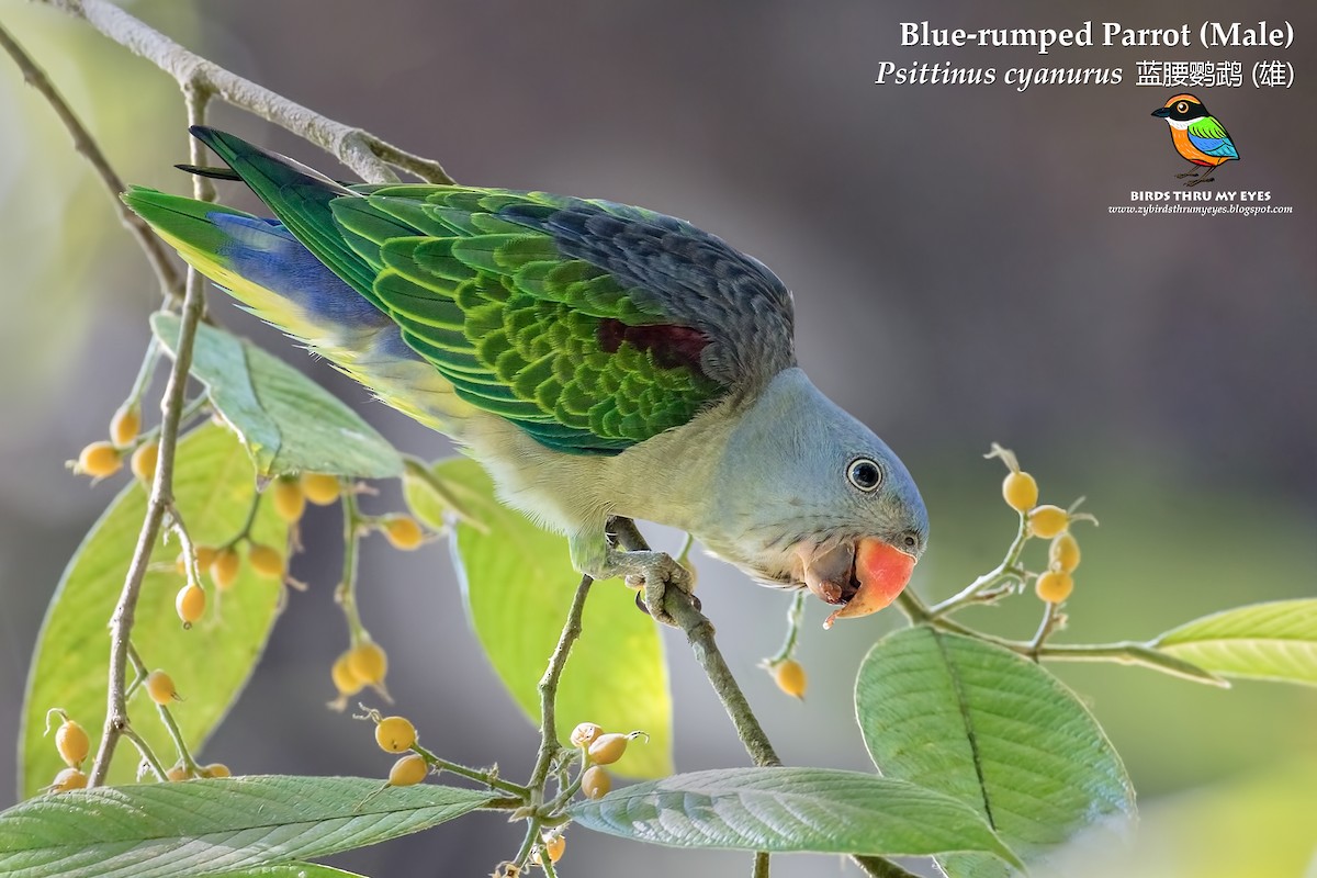 Blue-rumped Parrot - Zhong Ying Koay