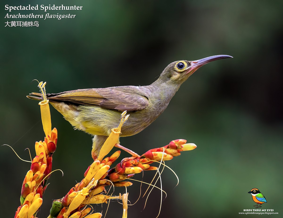 Spectacled Spiderhunter - Zhong Ying Koay