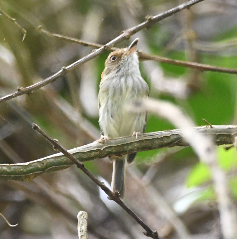 Scale-crested Pygmy-Tyrant - ML134816191