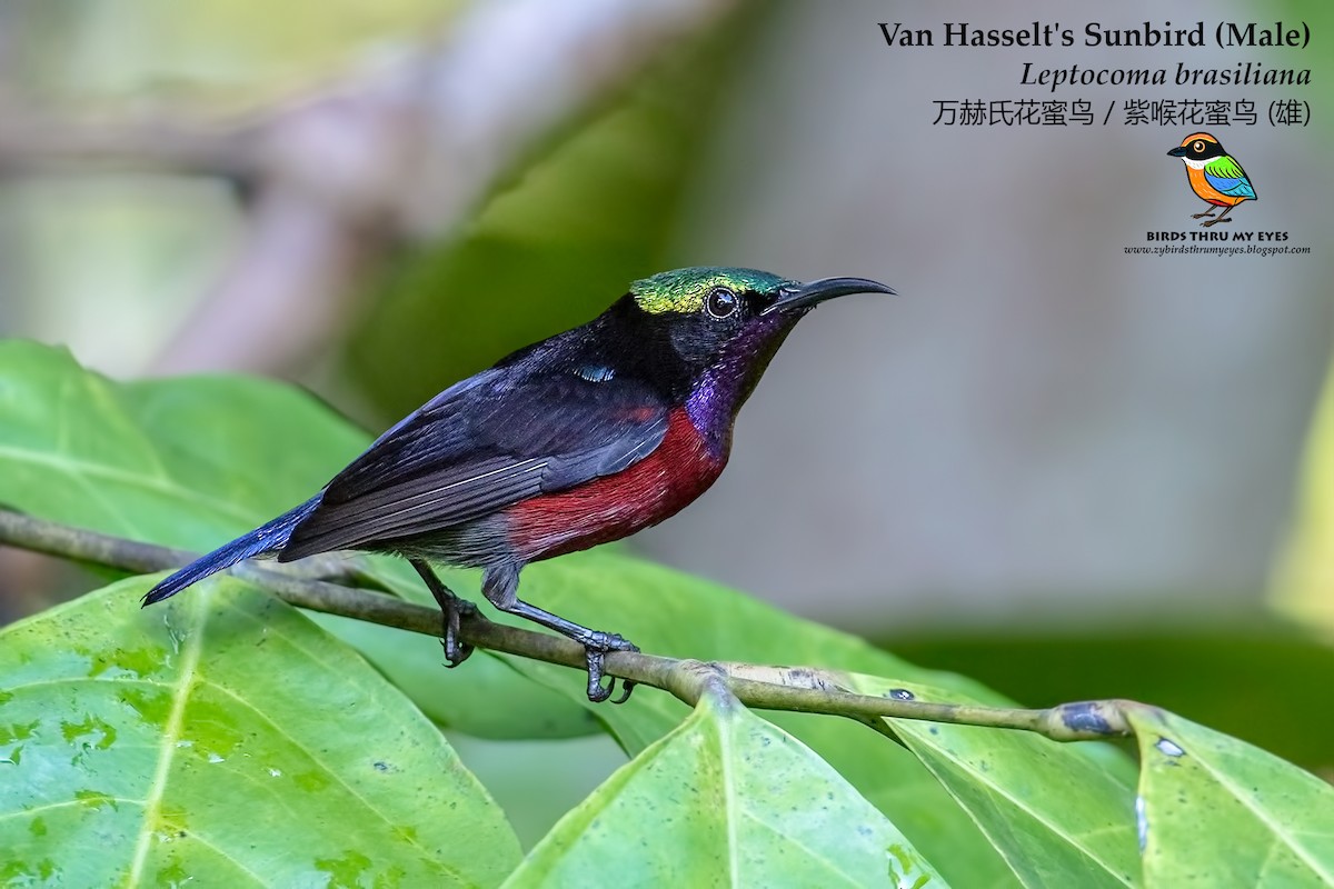 Van Hasselt's Sunbird - Zhong Ying Koay