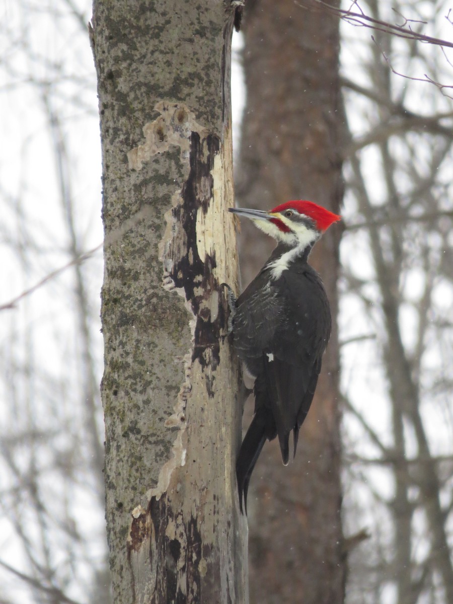 Pileated Woodpecker - ML134818691
