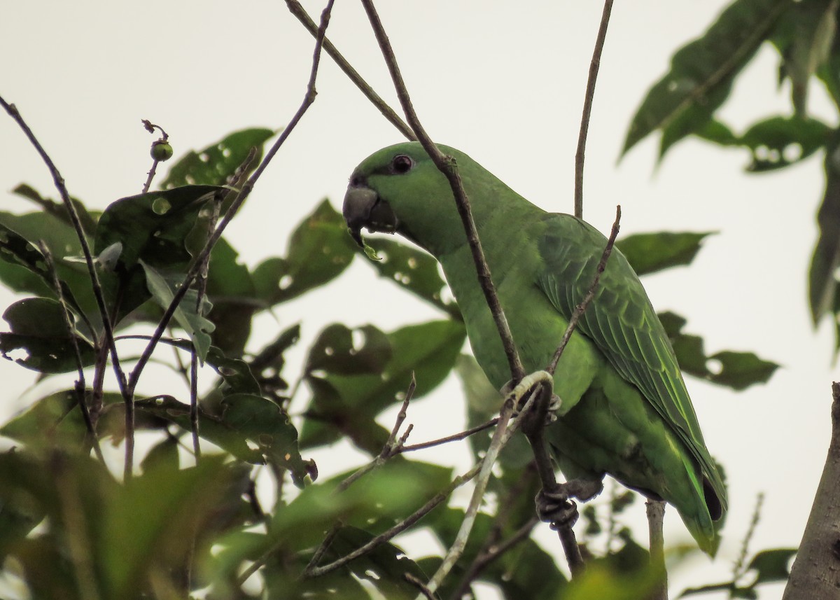 Short-tailed Parrot - ML134819091
