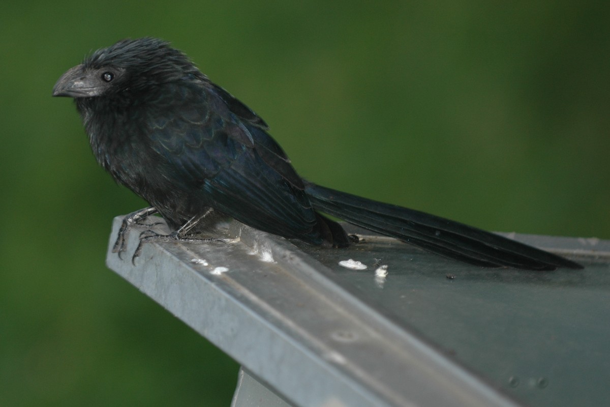 Groove-billed Ani - Cathy Pasterczyk