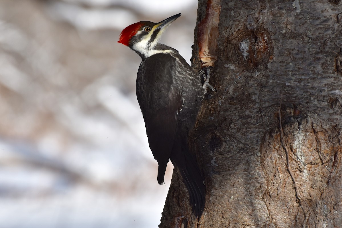 Pileated Woodpecker - Ethan Borland