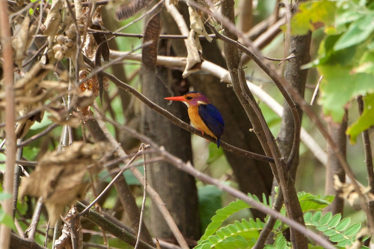 African Pygmy Kingfisher - ML134825381
