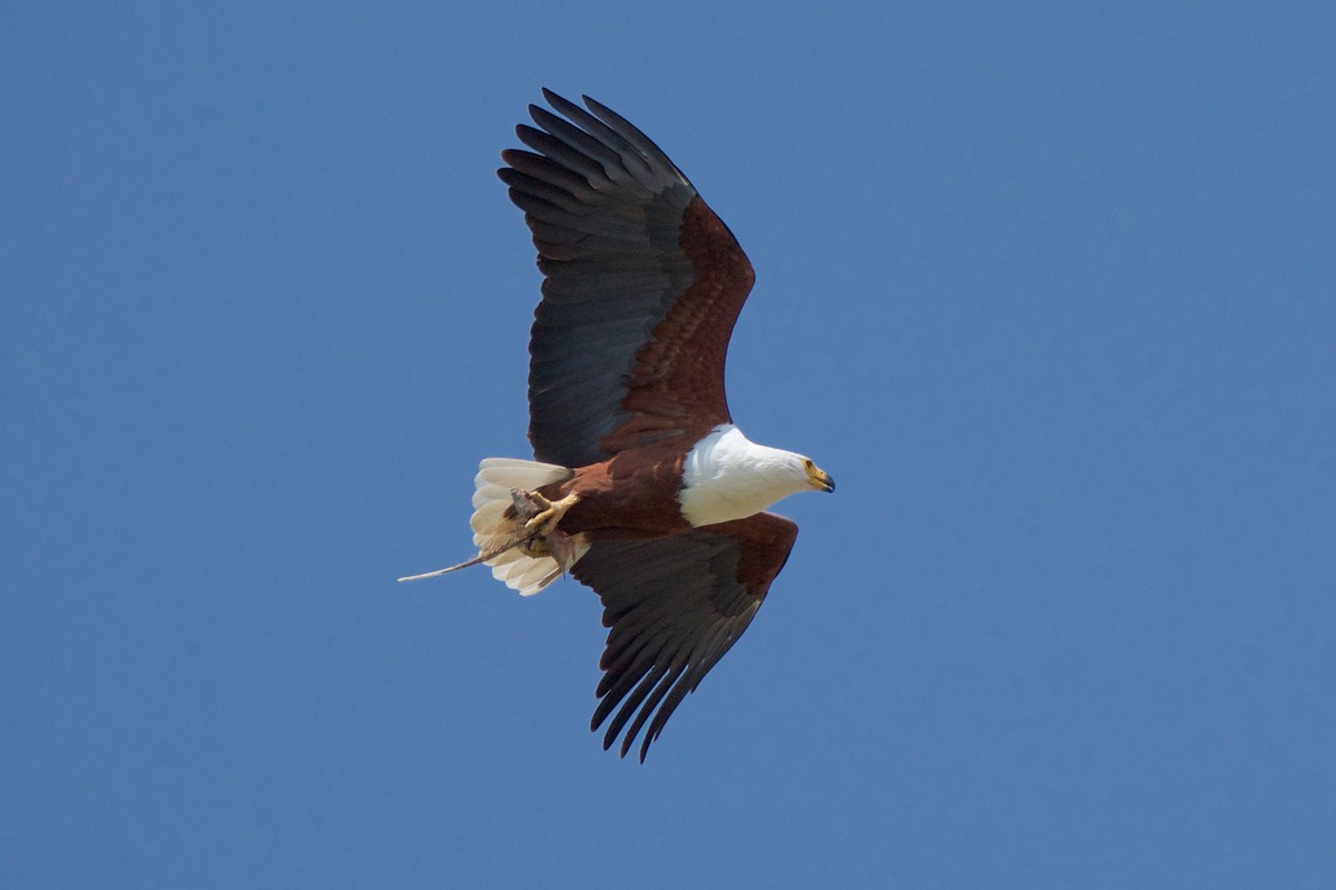 African Fish-Eagle - ML134825481
