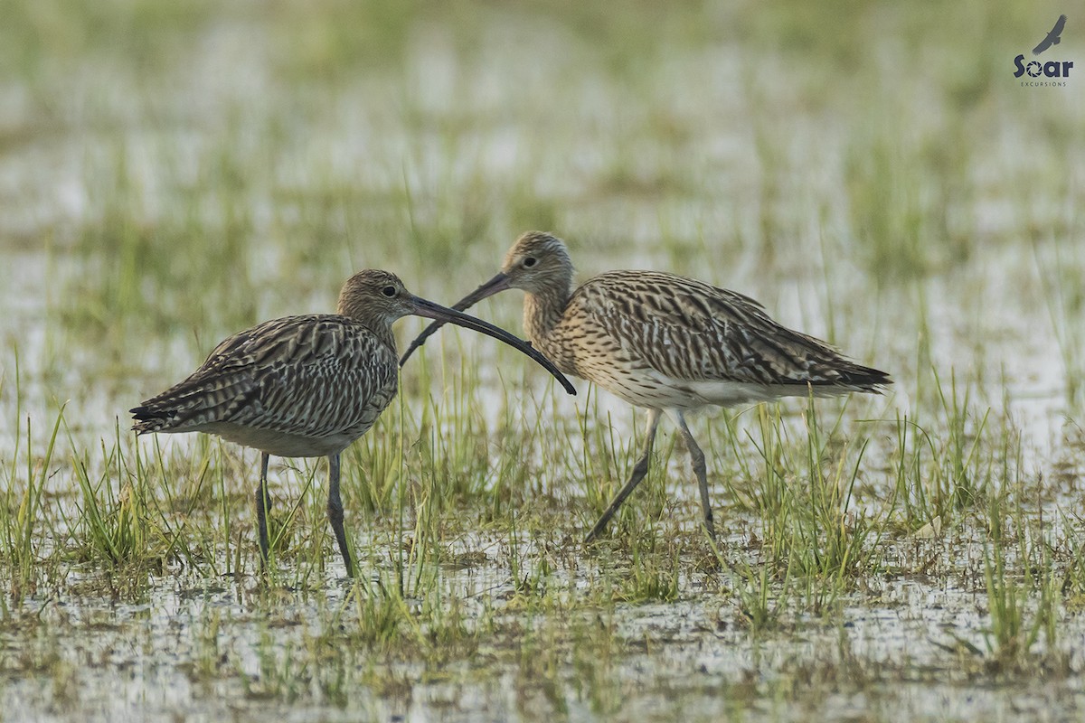 Eurasian Curlew - Soar Excursions
