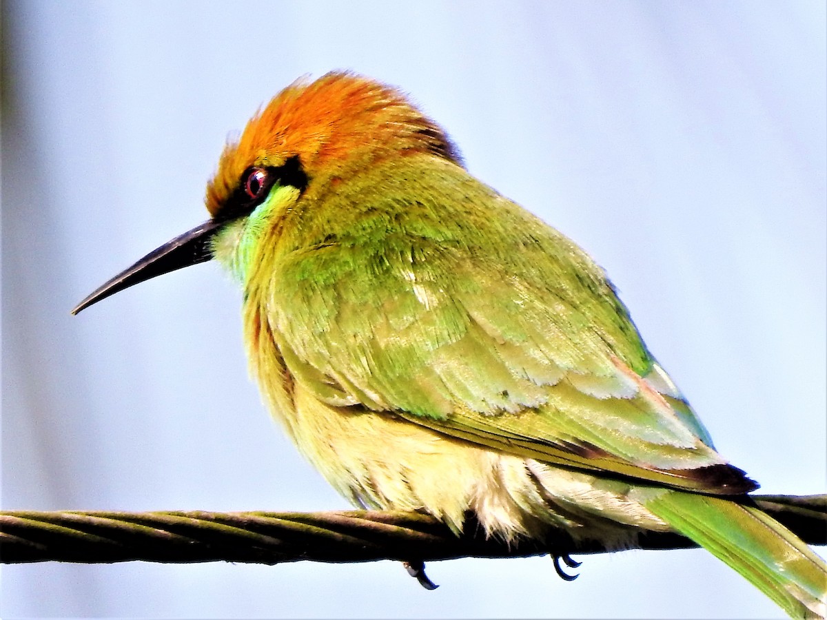 Asian Green Bee-eater - Sreehari K Mohan