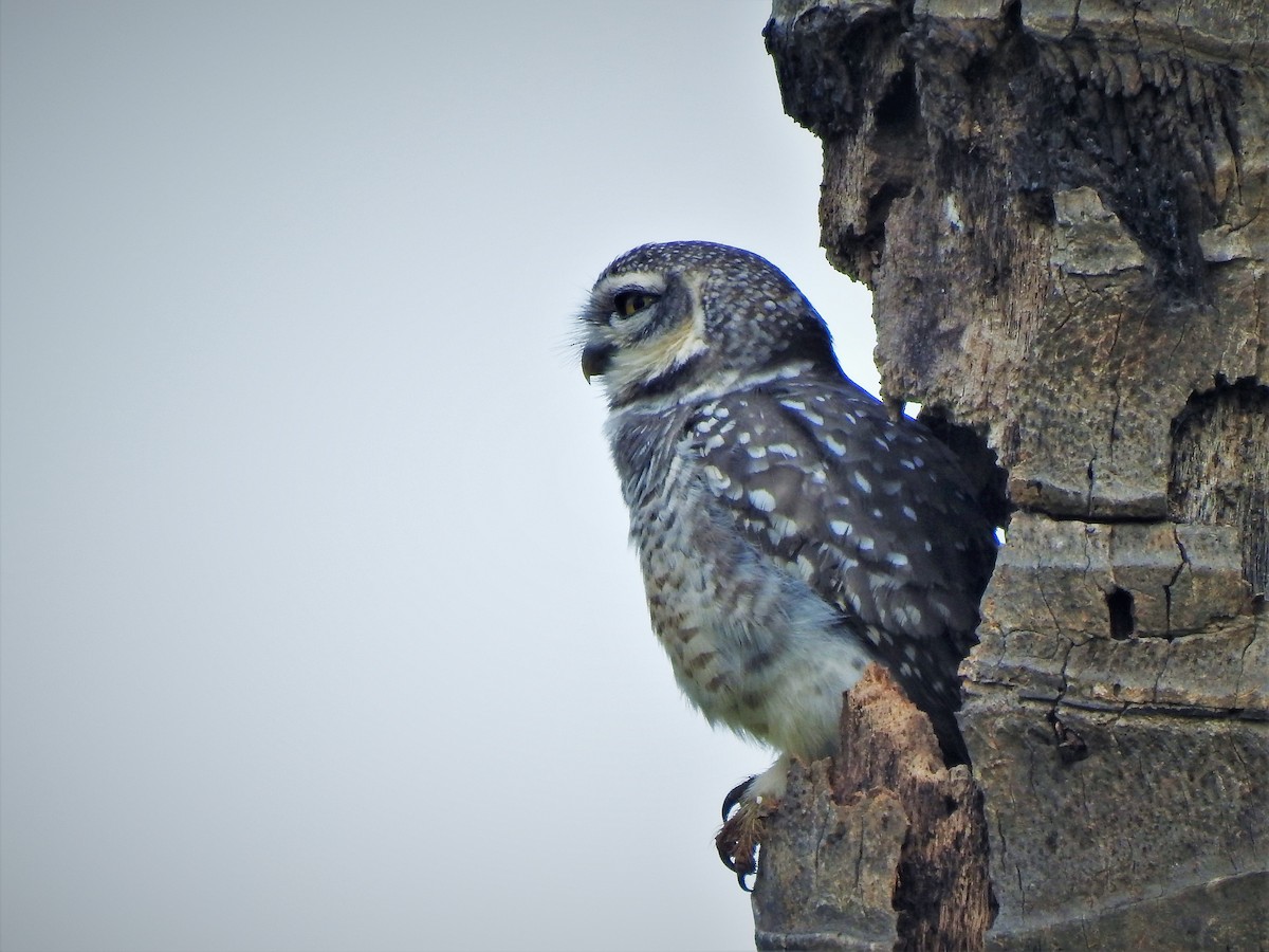 Spotted Owlet - Sreehari K Mohan