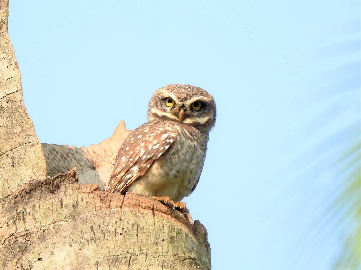 Spotted Owlet - Sreehari K Mohan