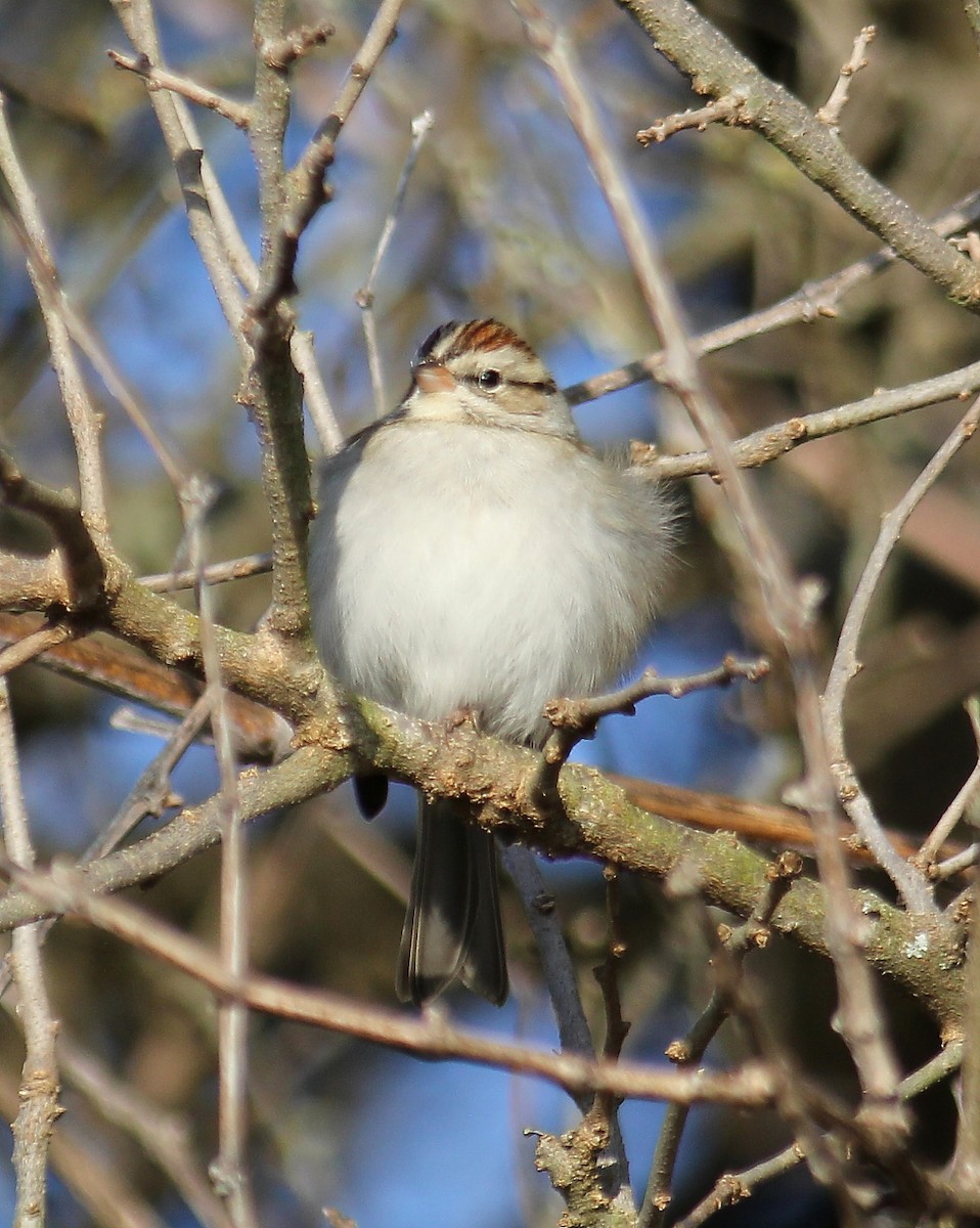 Chipping Sparrow - ML134828371