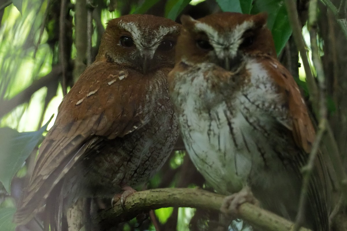Puerto Rican Owl - Jeffery Sole