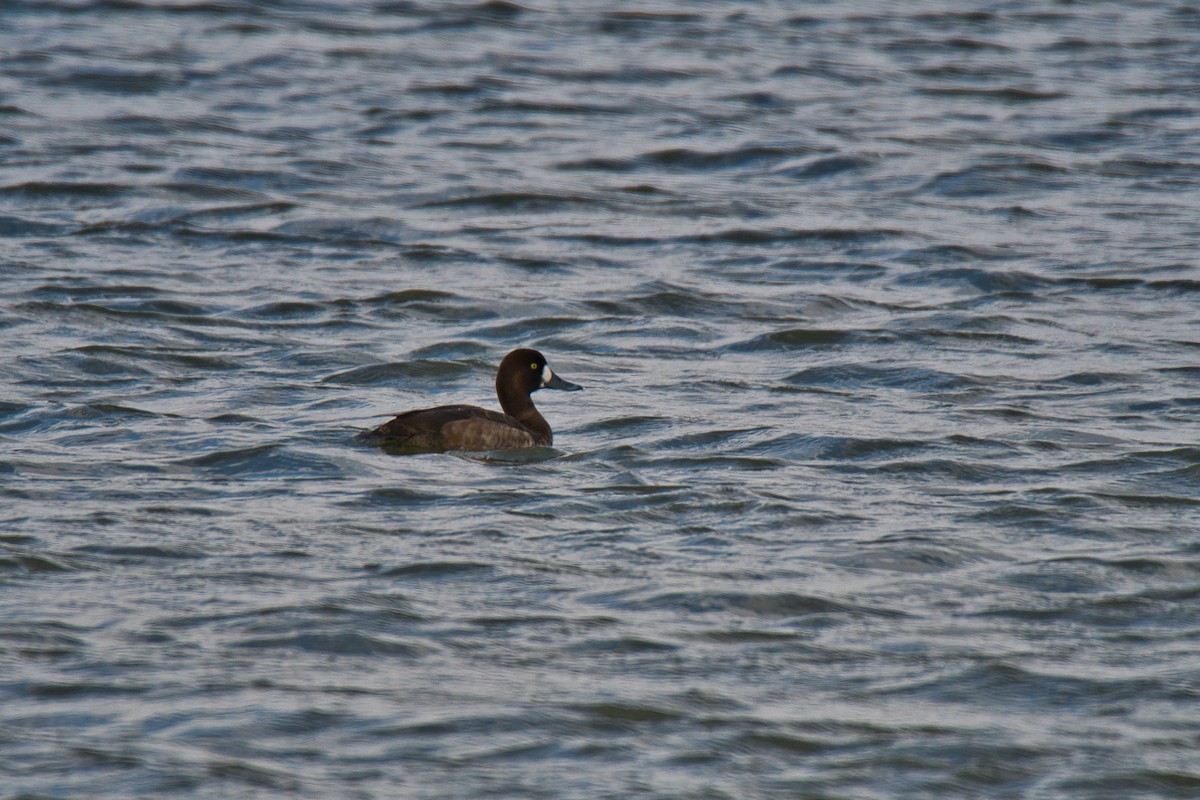 Greater Scaup - ML134832281
