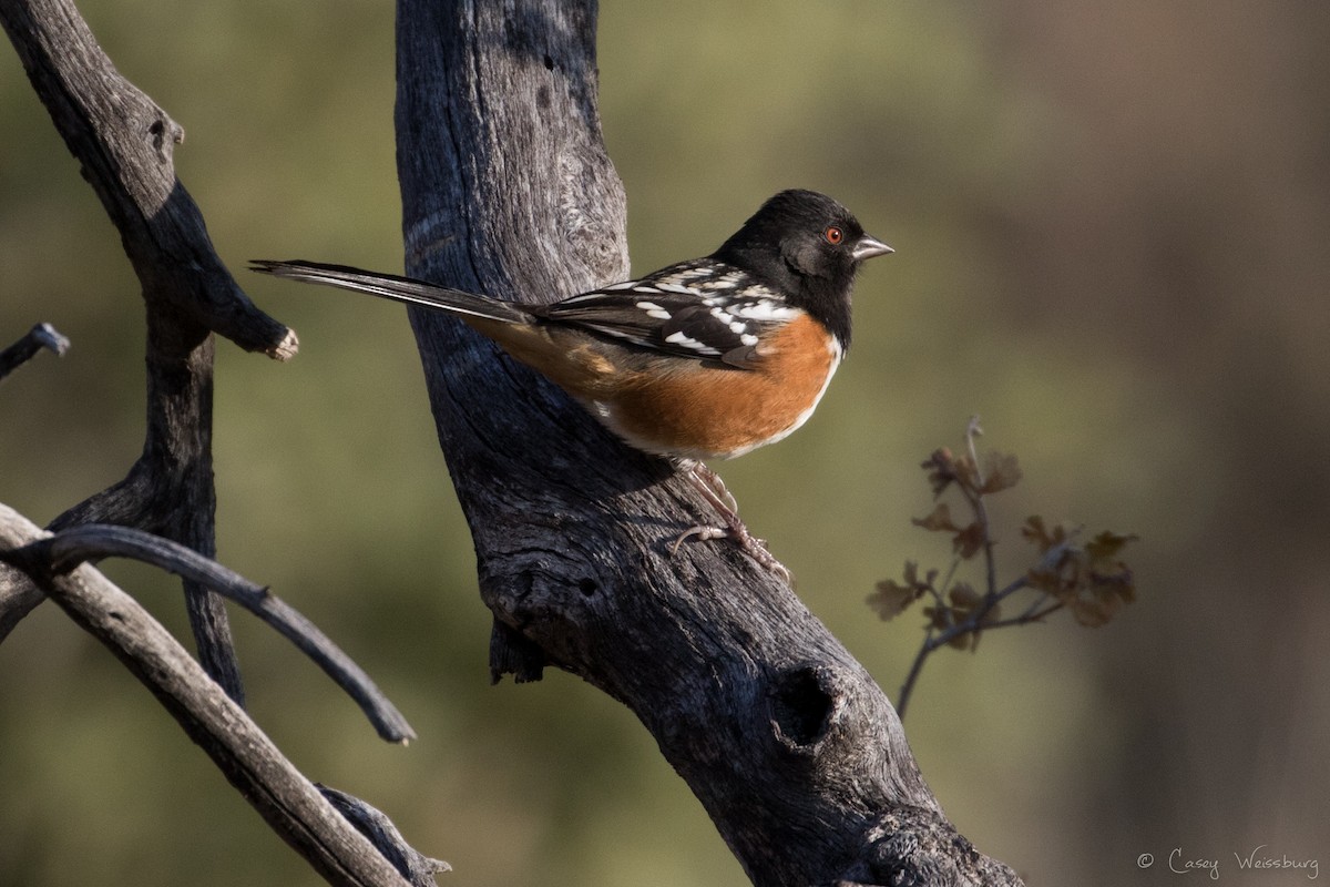 Spotted Towhee (maculatus Group) - Casey Weissburg