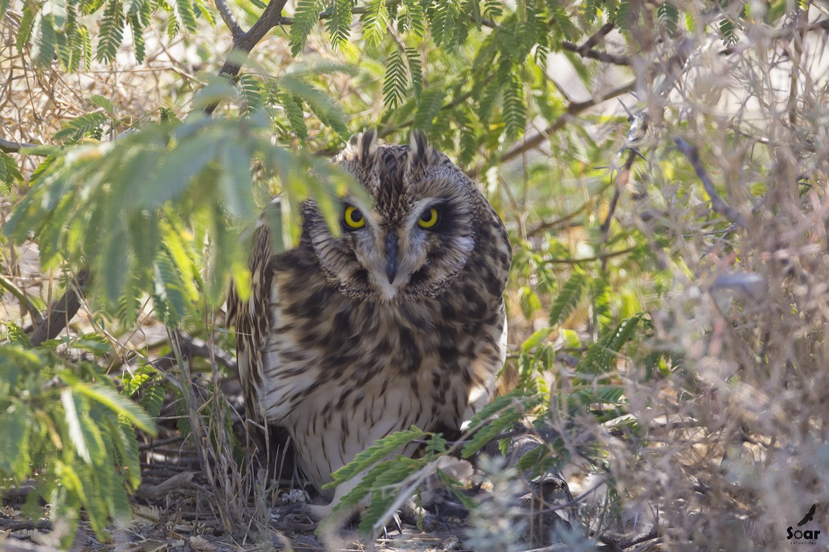Short-eared Owl - ML134834091