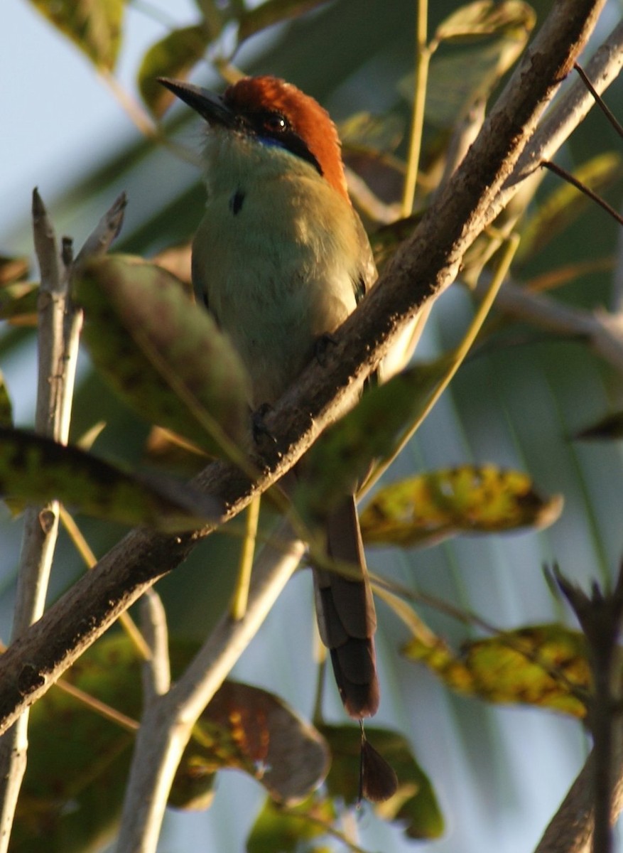 Russet-crowned Motmot - Robin Oxley 🦉