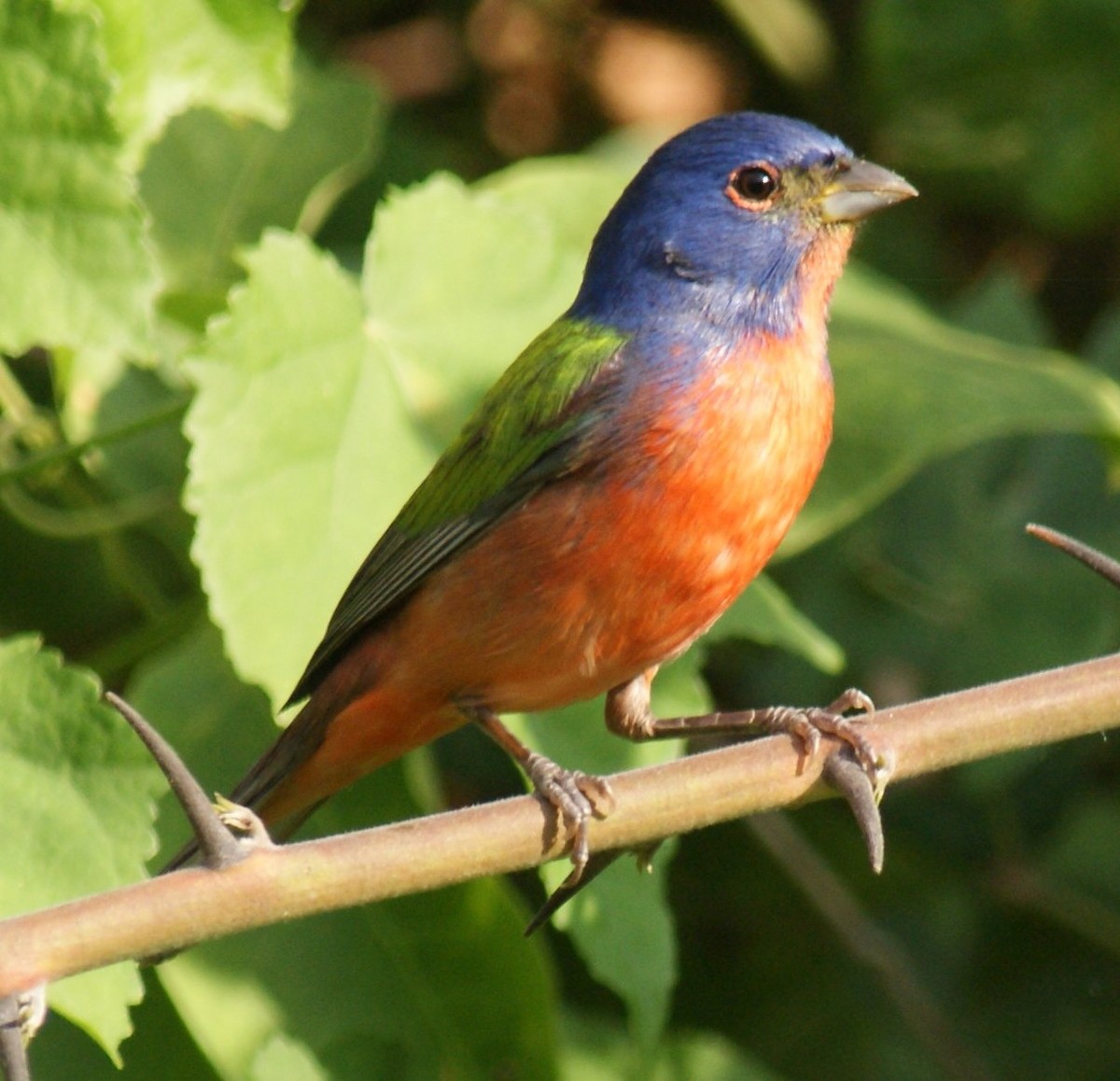 Painted Bunting - ML134835851