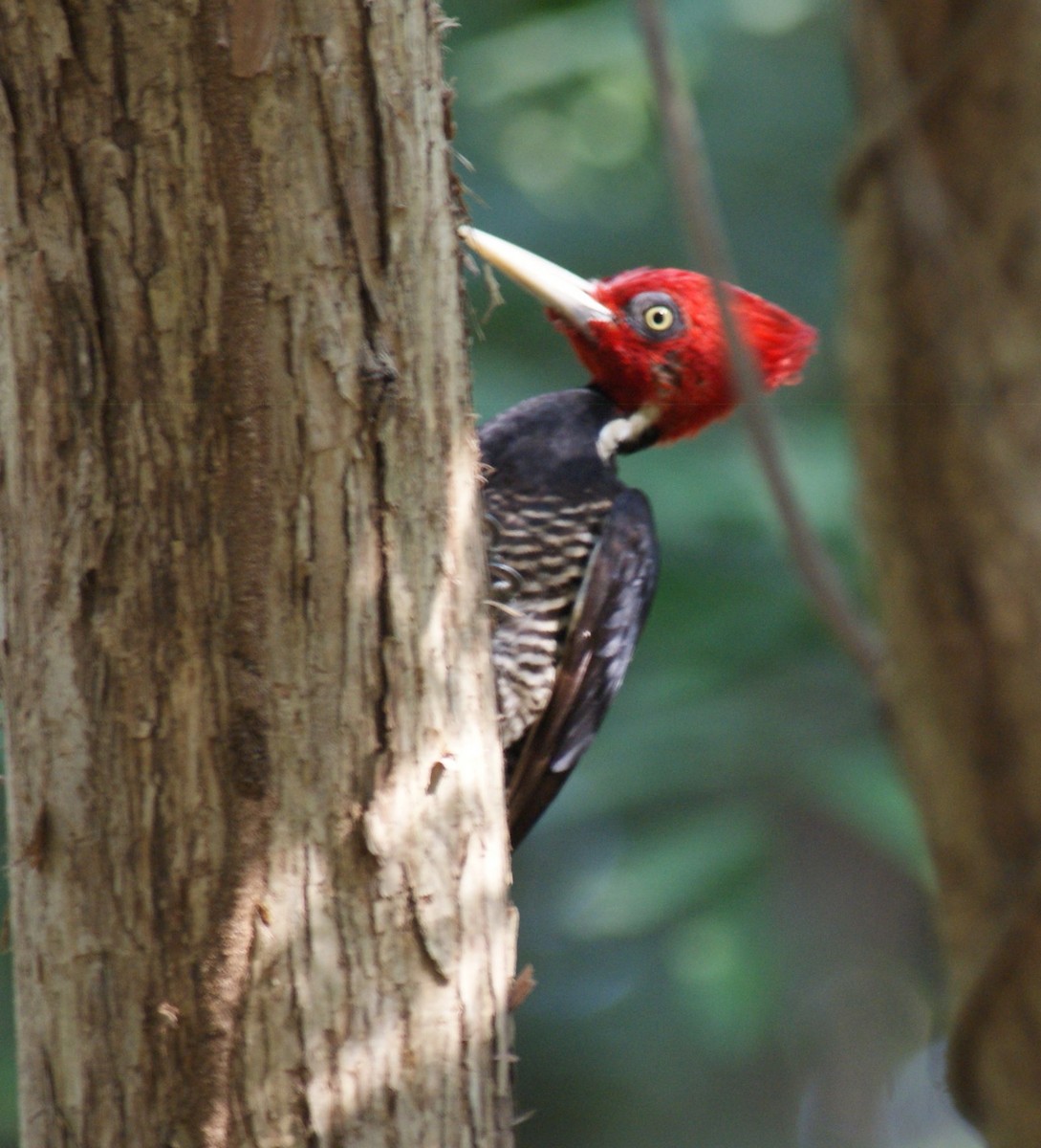 Pale-billed Woodpecker - Robin Oxley 🦉