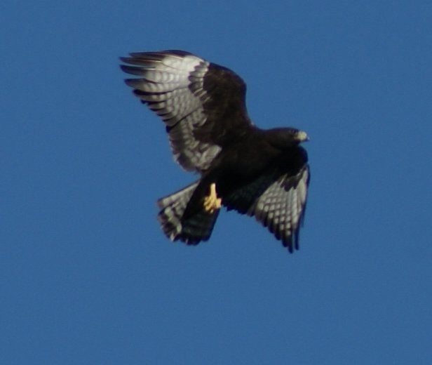 Short-tailed Hawk - Robin Oxley 🦉