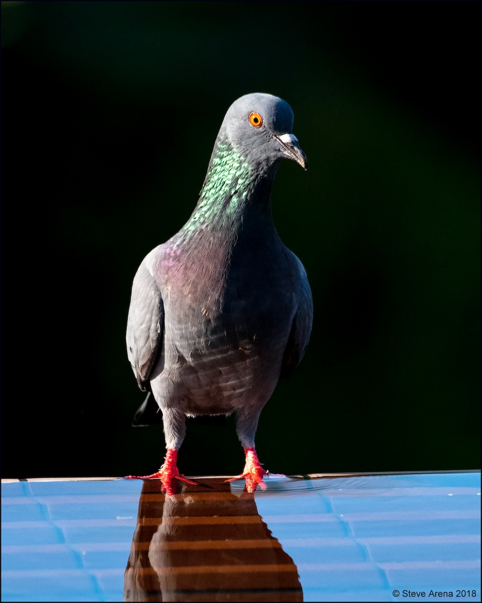 Rock Pigeon (Feral Pigeon) - ML134839381