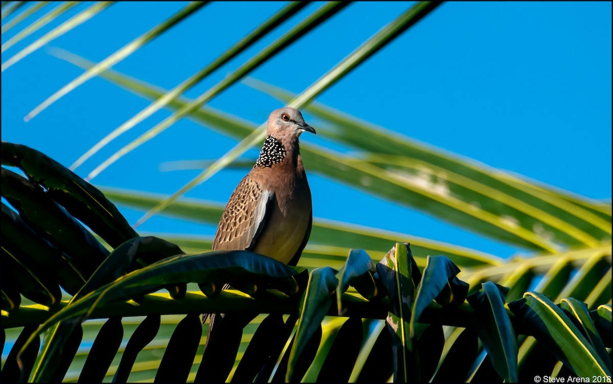 Spotted Dove (Eastern) - Anonymous