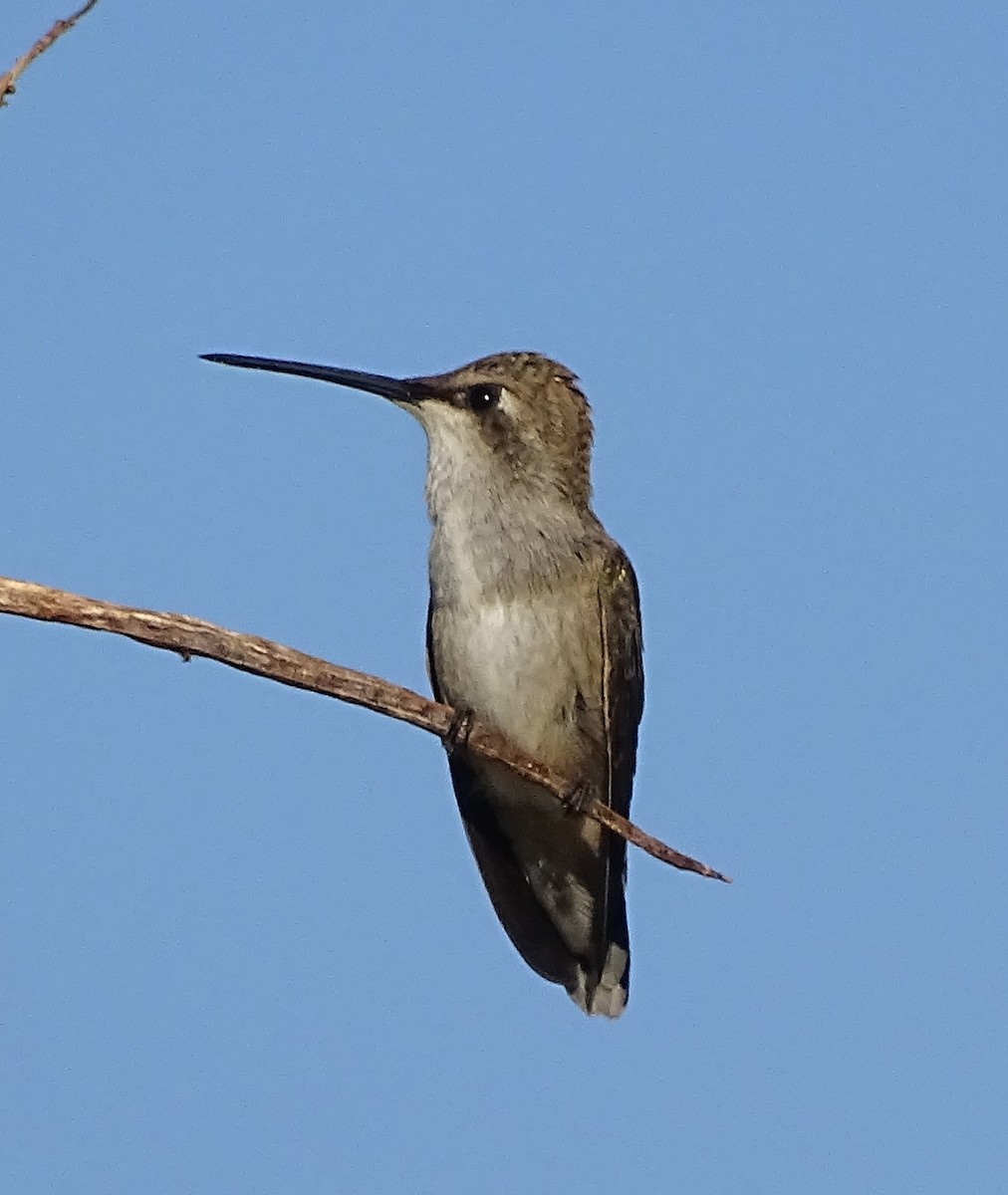 Black-chinned Hummingbird - Patrick Lister