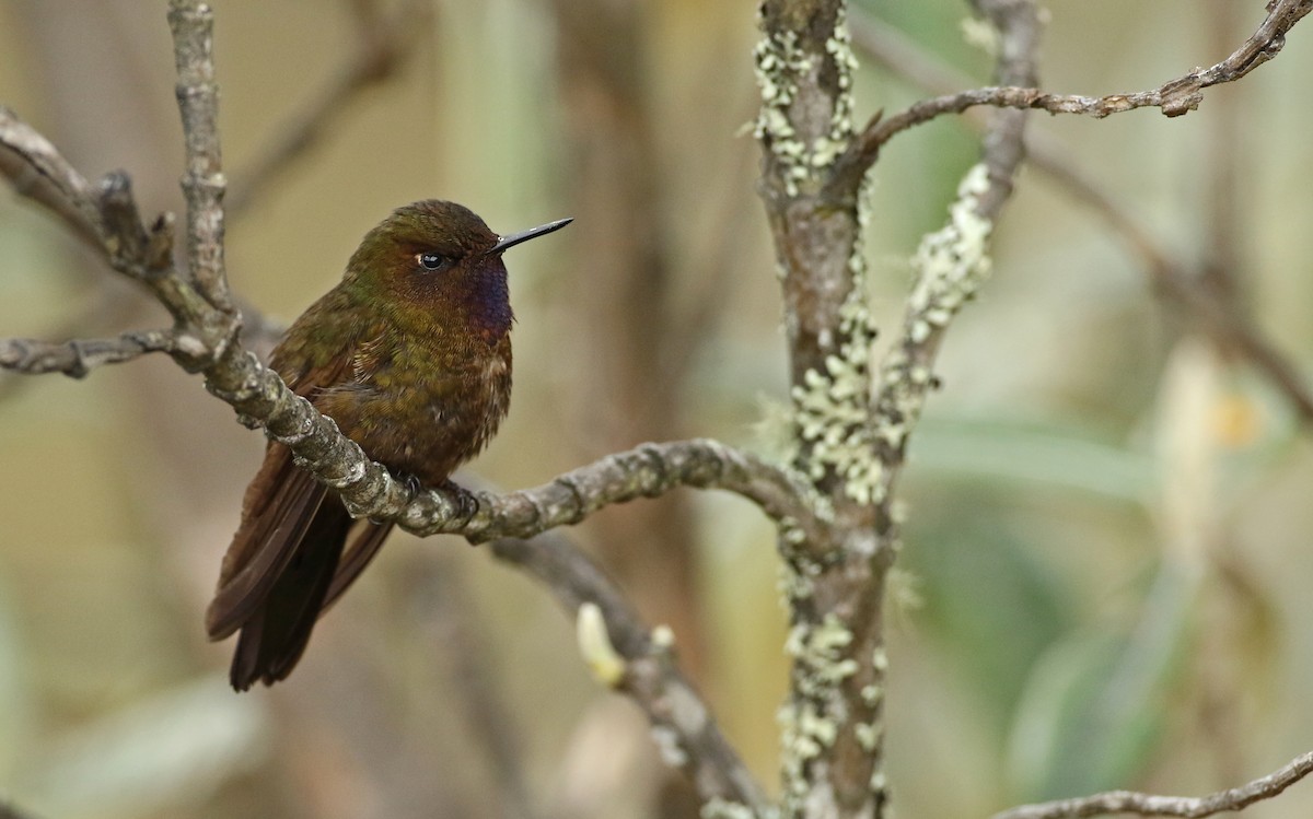Violet-throated Metaltail - ML134845971