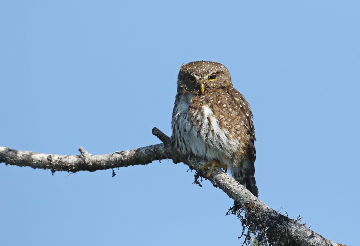 Andean Pygmy-Owl - Luke Seitz
