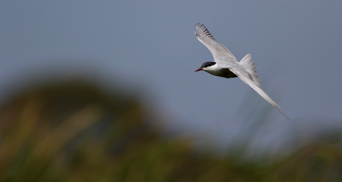 Whiskered Tern - David  Tytherleigh