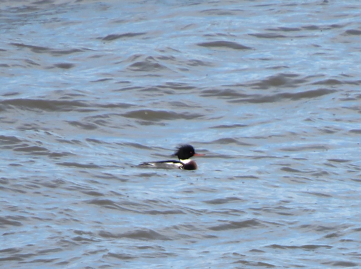 Red-breasted Merganser - Anonymous