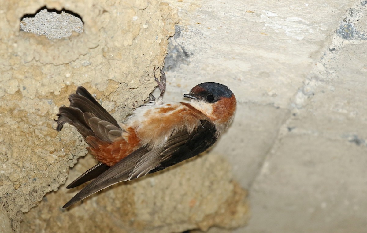 Chestnut-collared Swallow - ML134849101