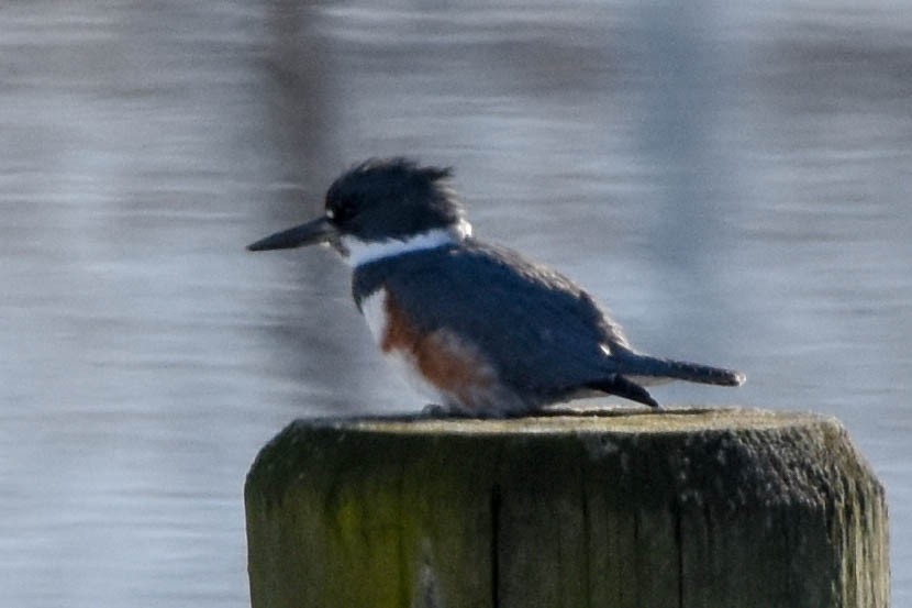 Belted Kingfisher - ML134851521