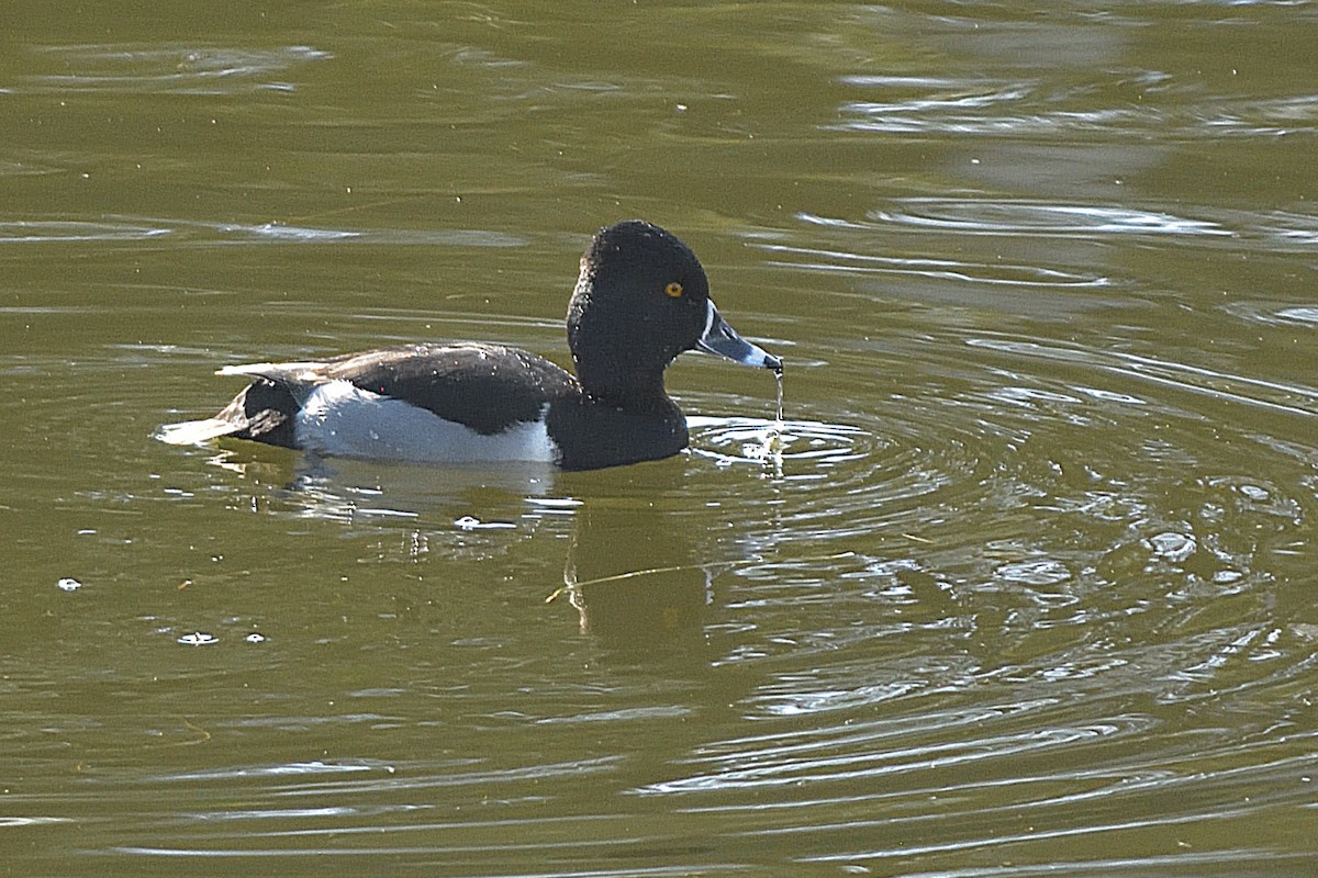 Ring-necked Duck - ML134856561