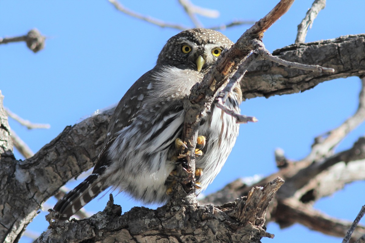 Northern Pygmy-Owl - Aaron Driscoll
