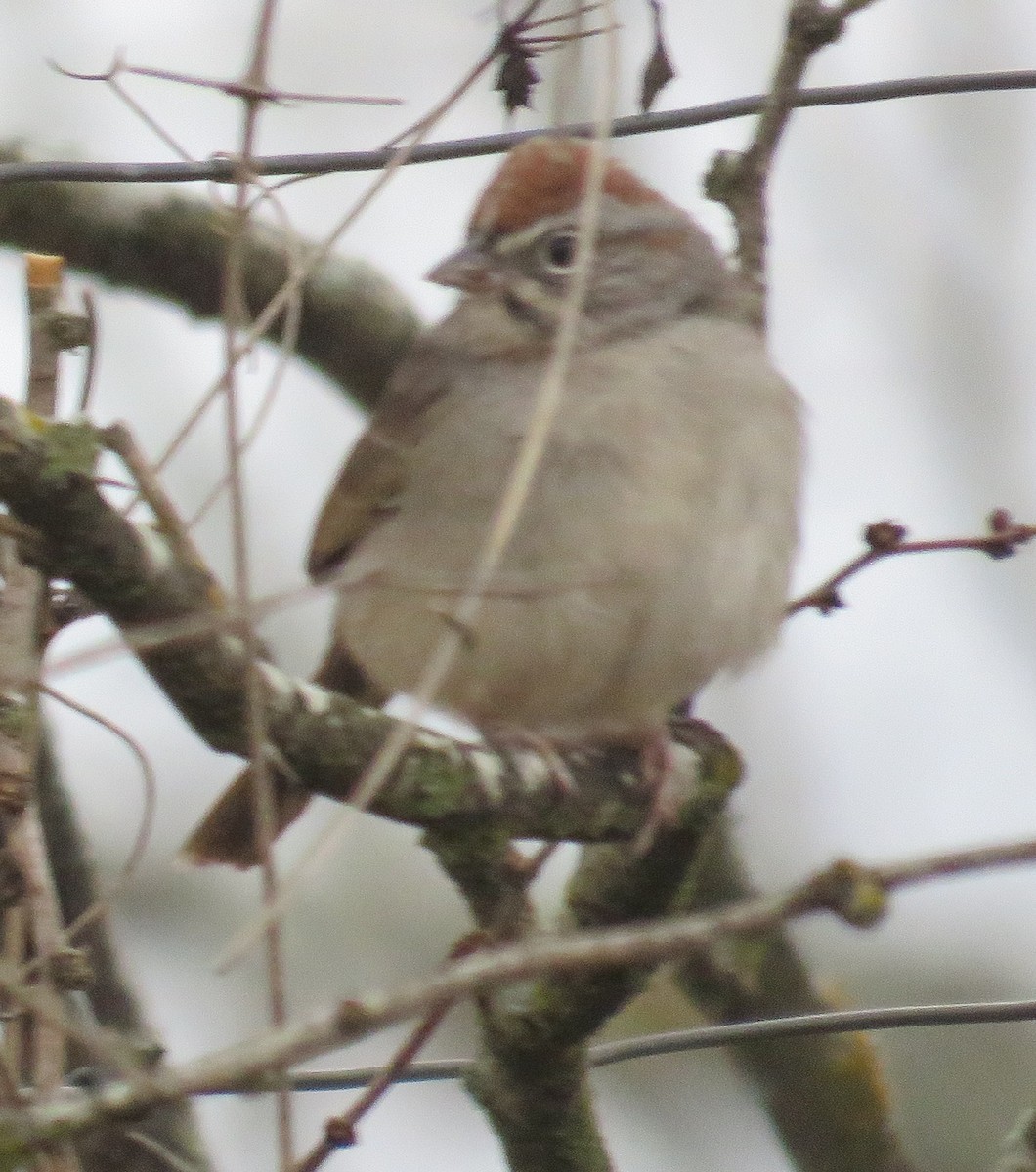 Rufous-crowned Sparrow - ML134861591