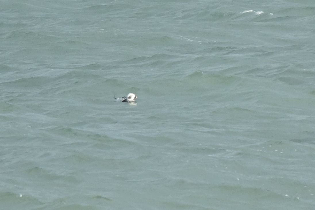 Long-tailed Duck - ML134863661