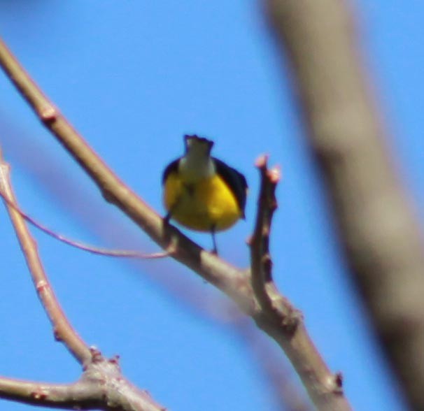 West Mexican Euphonia - ML134868431