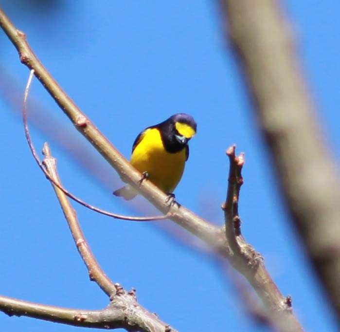 West Mexican Euphonia - ML134868451