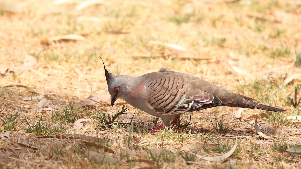 Crested Pigeon - ML134872831
